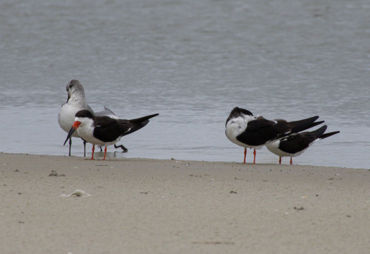 Black Skimmer - ML640385257