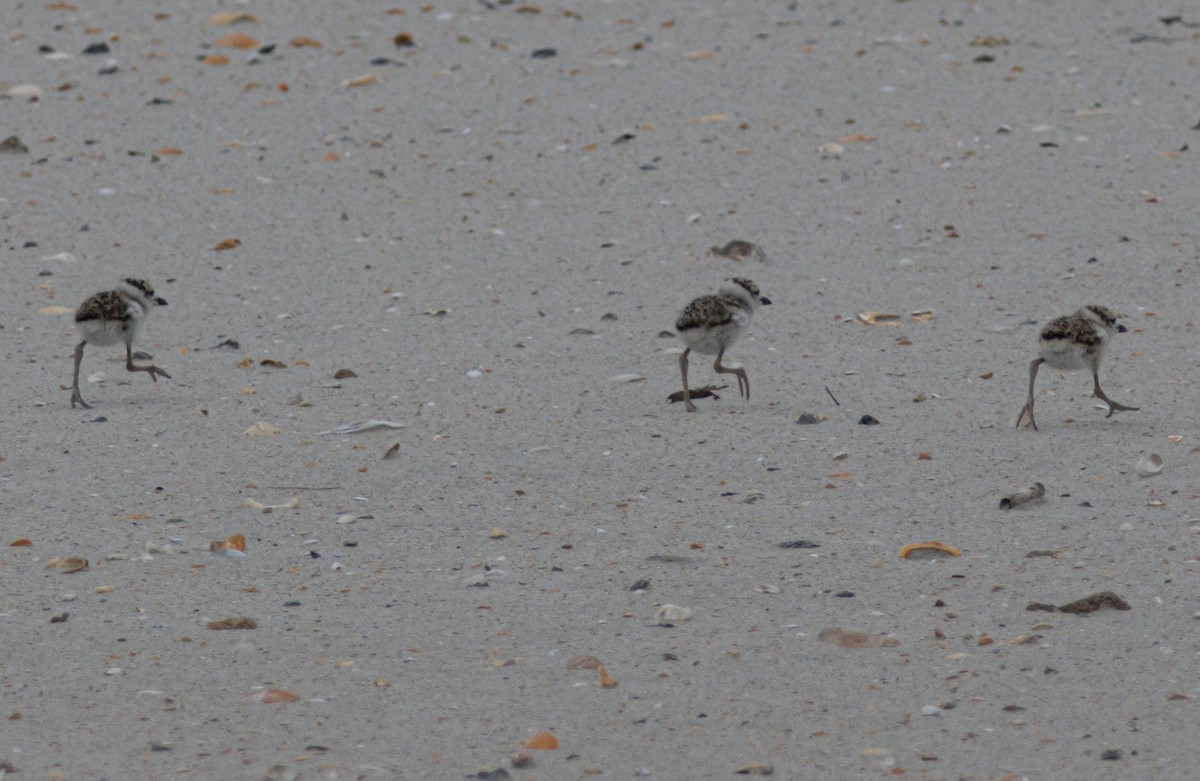 Wilson's Plover - ML640385281