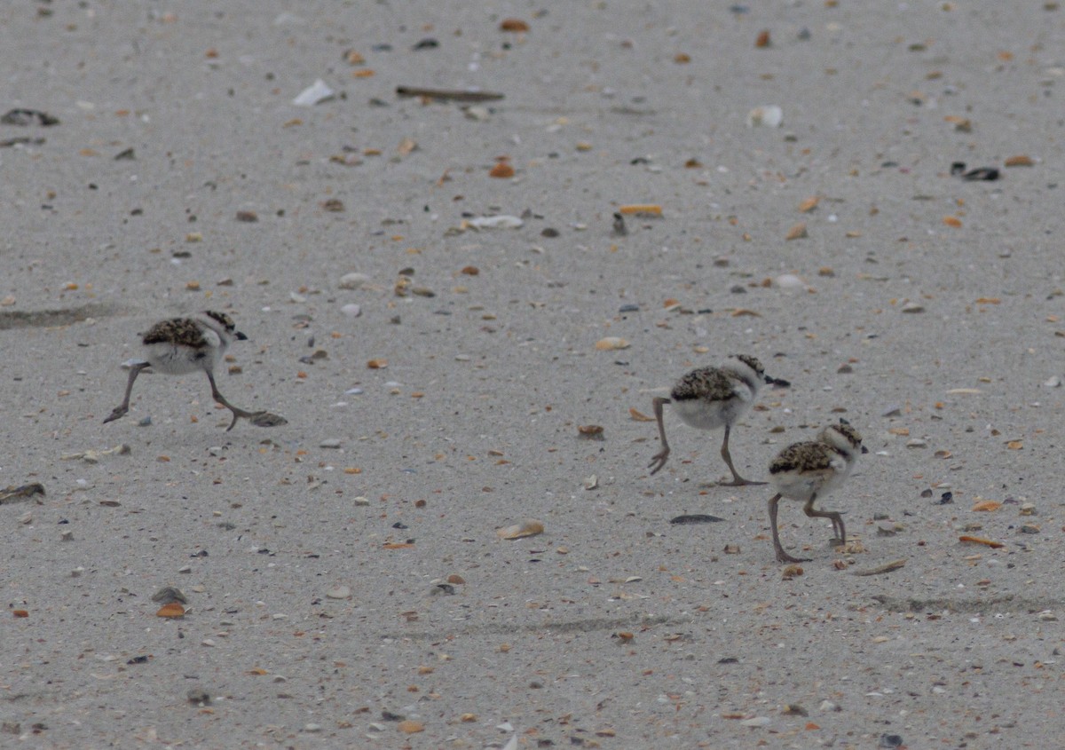 Wilson's Plover - ML640385282