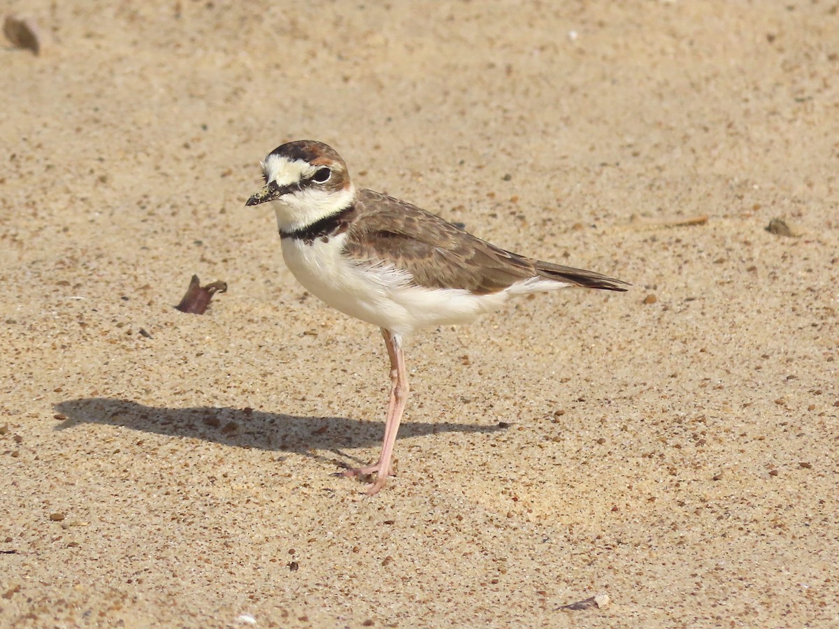 Collared Plover - ML640385294