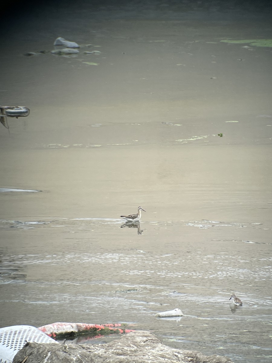 Плавунець довгодзьобий - ML640385307