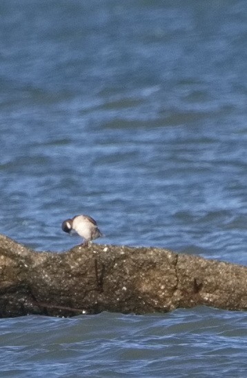 Bufflehead - ML640385311