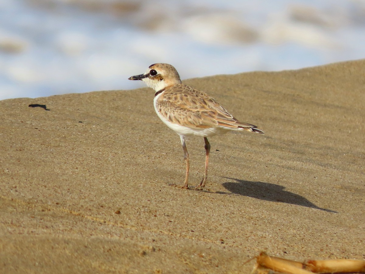 Collared Plover - ML640385312