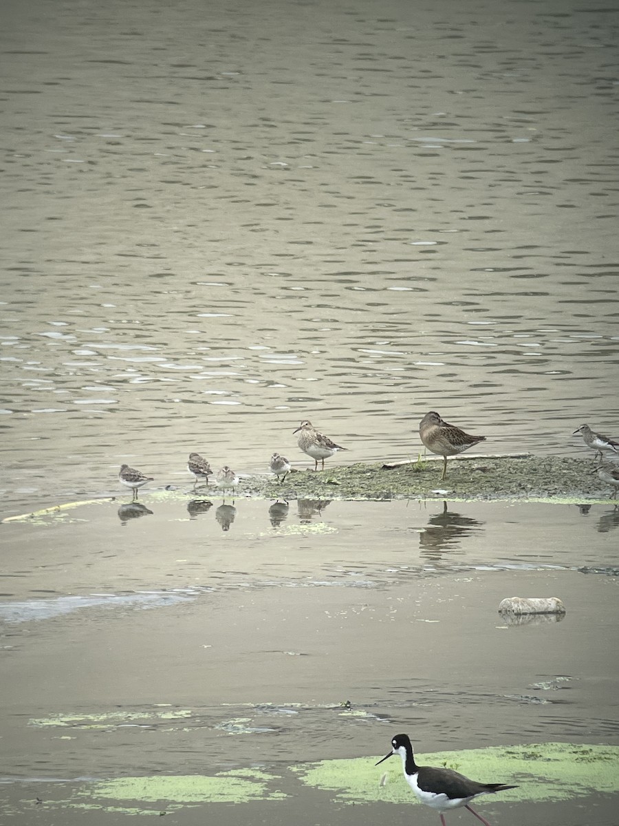 Побережник арктичний - ML640385317