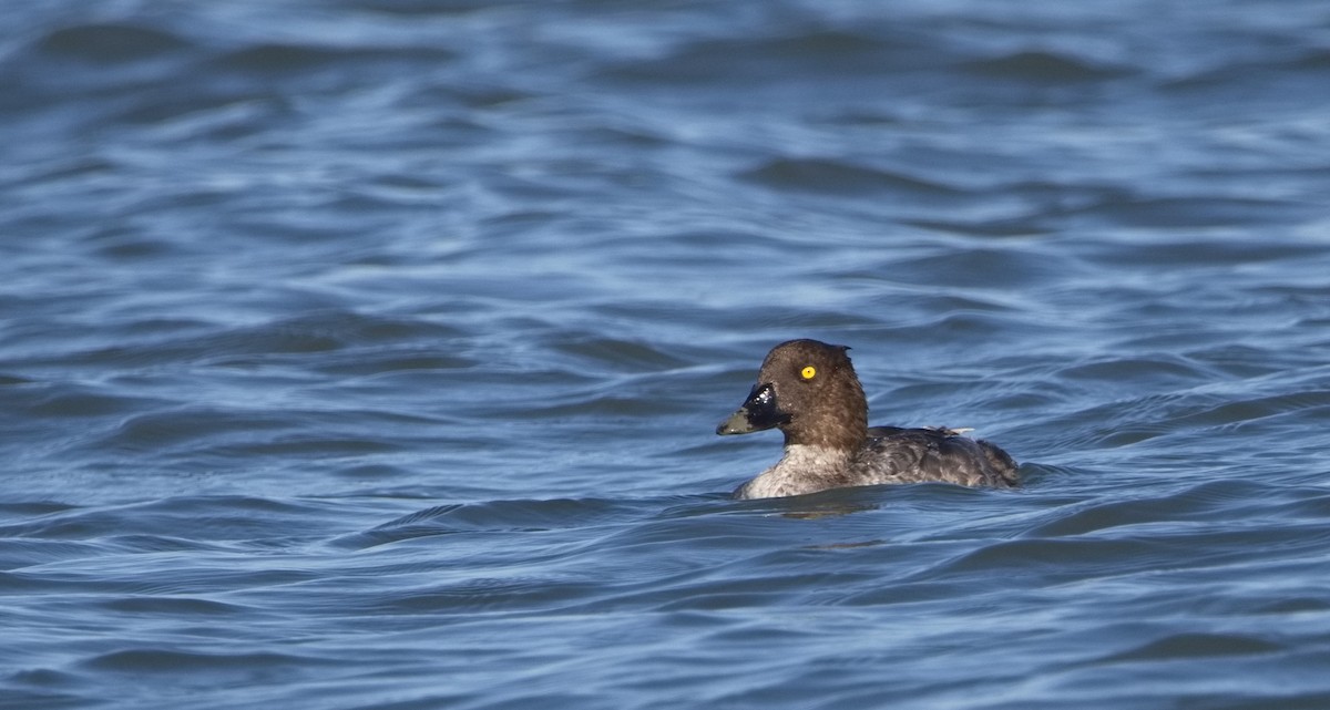 Common Goldeneye - ML640385322