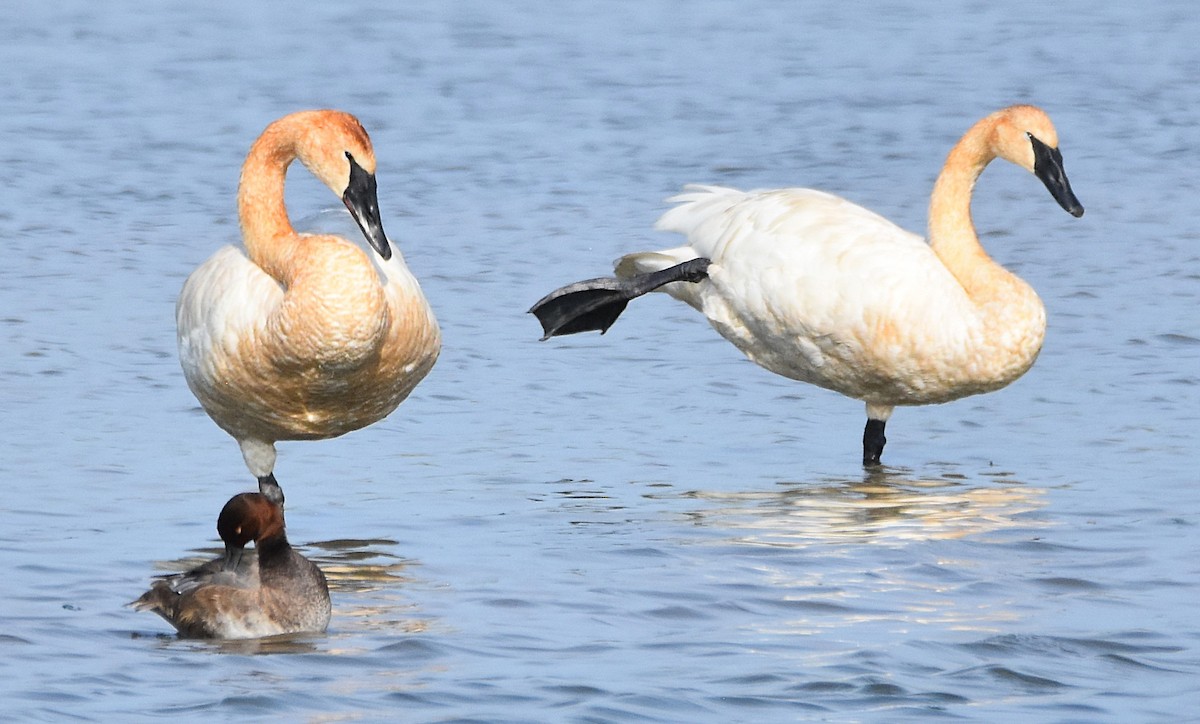 Trumpeter Swan - ML640385394
