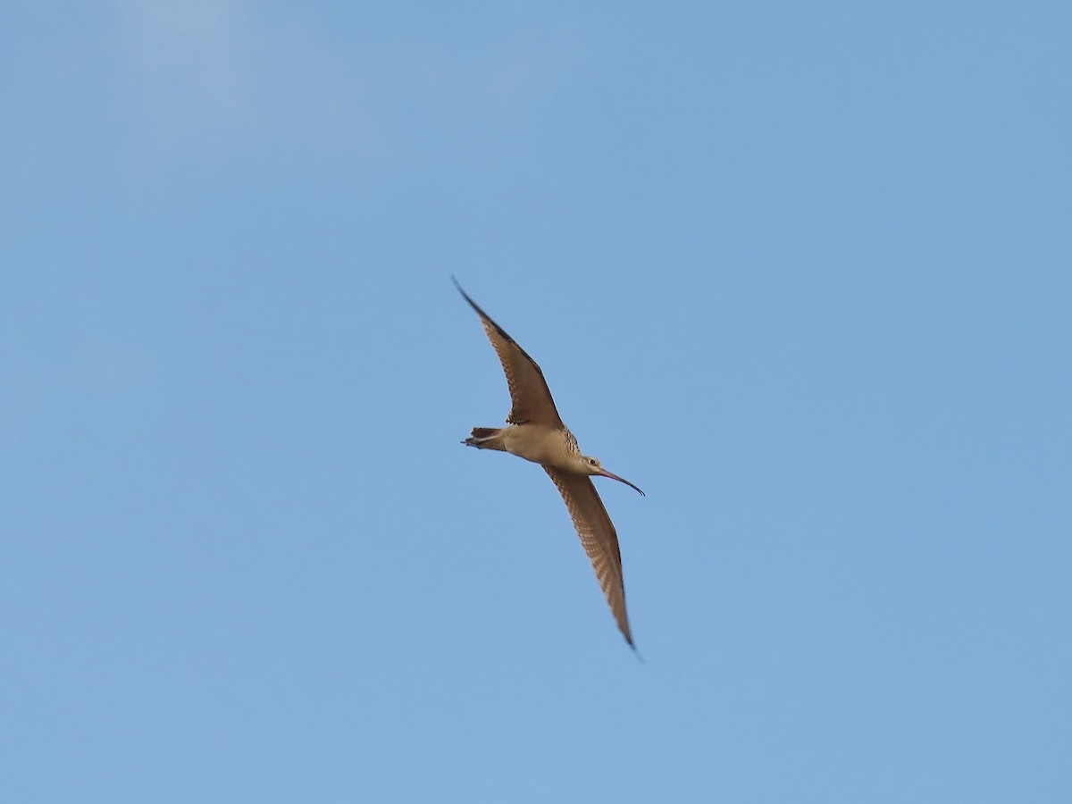 Long-billed Curlew - ML640385455