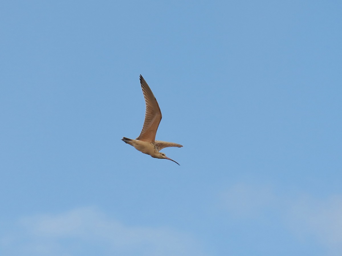Long-billed Curlew - ML640385465