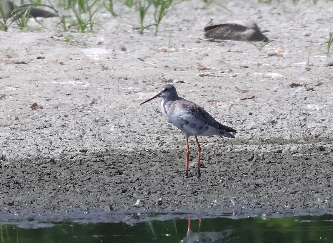 Spotted Redshank - ML640385467