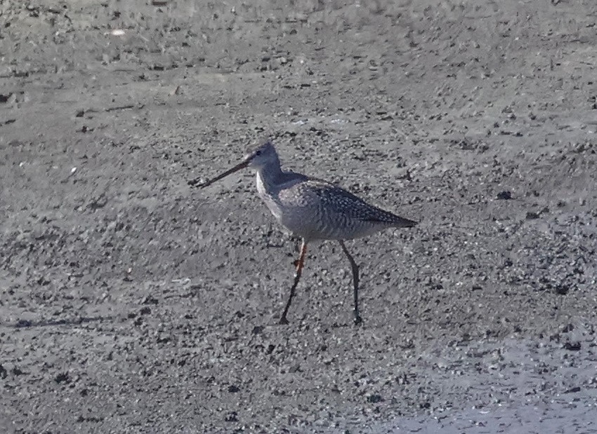 Spotted Redshank - ML640385470