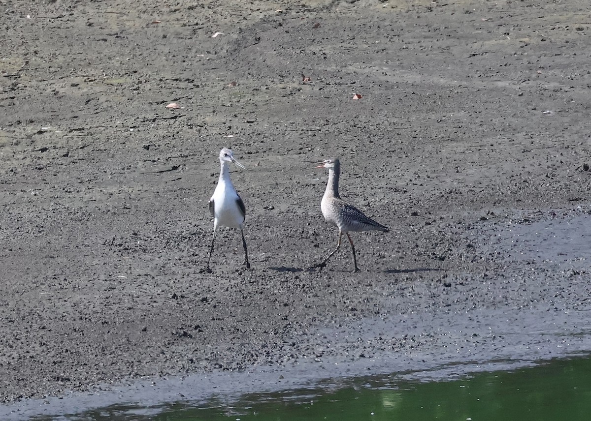 Spotted Redshank - ML640385471