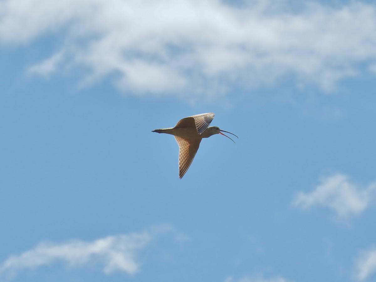 Long-billed Curlew - ML640385476
