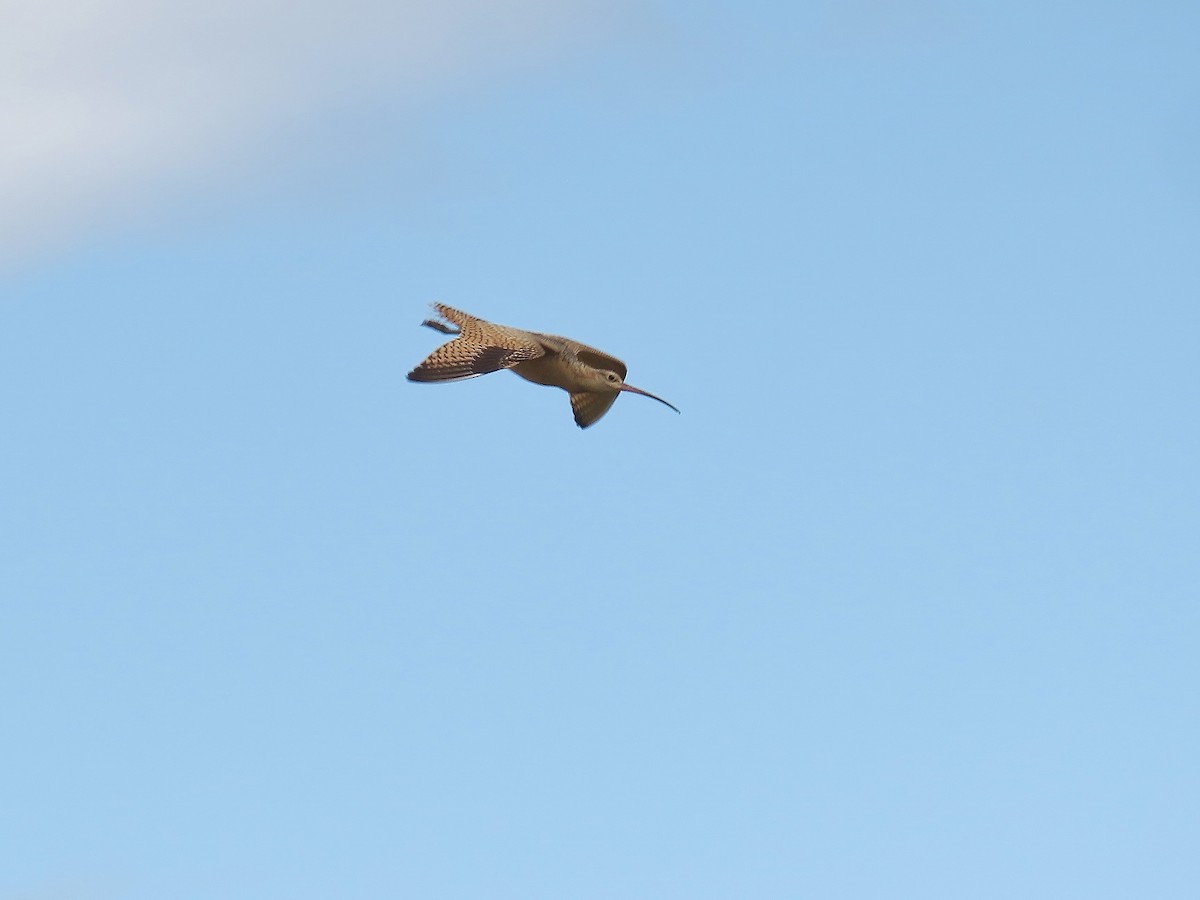 Long-billed Curlew - ML640385481