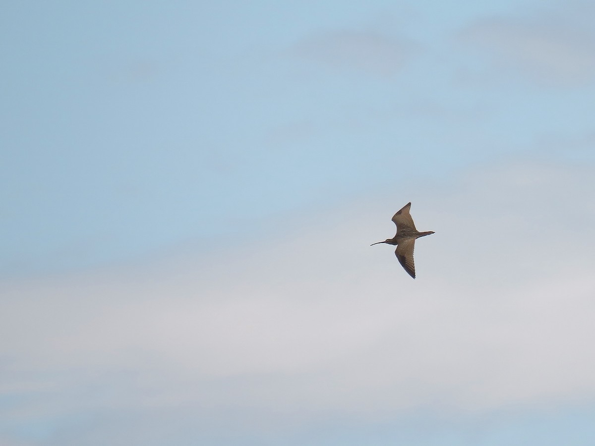 Long-billed Curlew - ML640385488