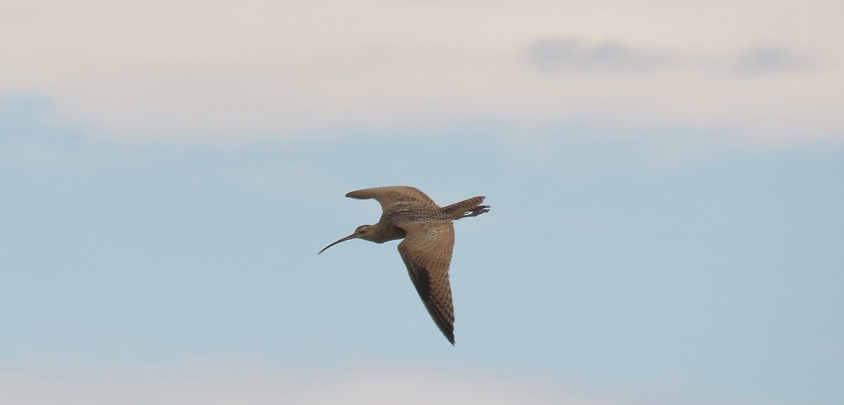 Long-billed Curlew - ML640385517