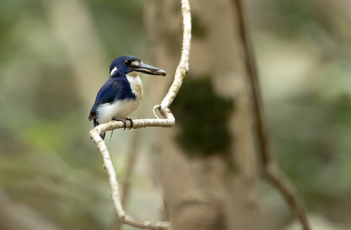Little Kingfisher - ML640385522
