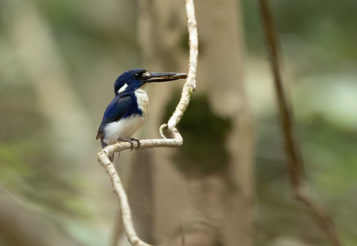Little Kingfisher - ML640385523