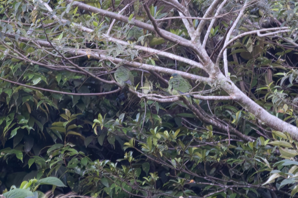 White-breasted Fruit-Dove - ML640385545
