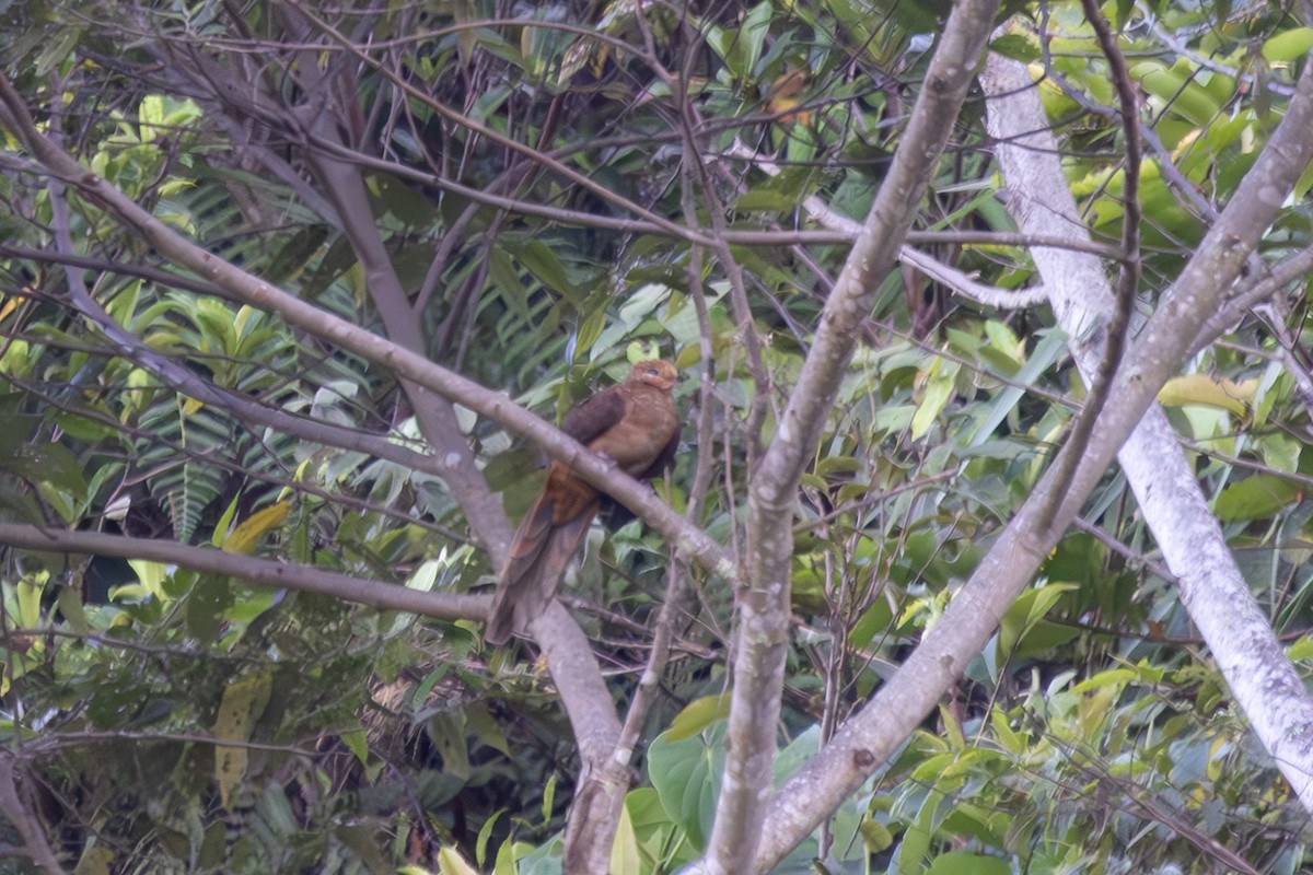 Amboyna Cuckoo-Dove - ML640385563