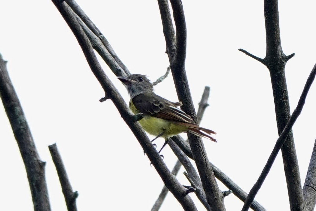 Great Crested Flycatcher - ML640385576