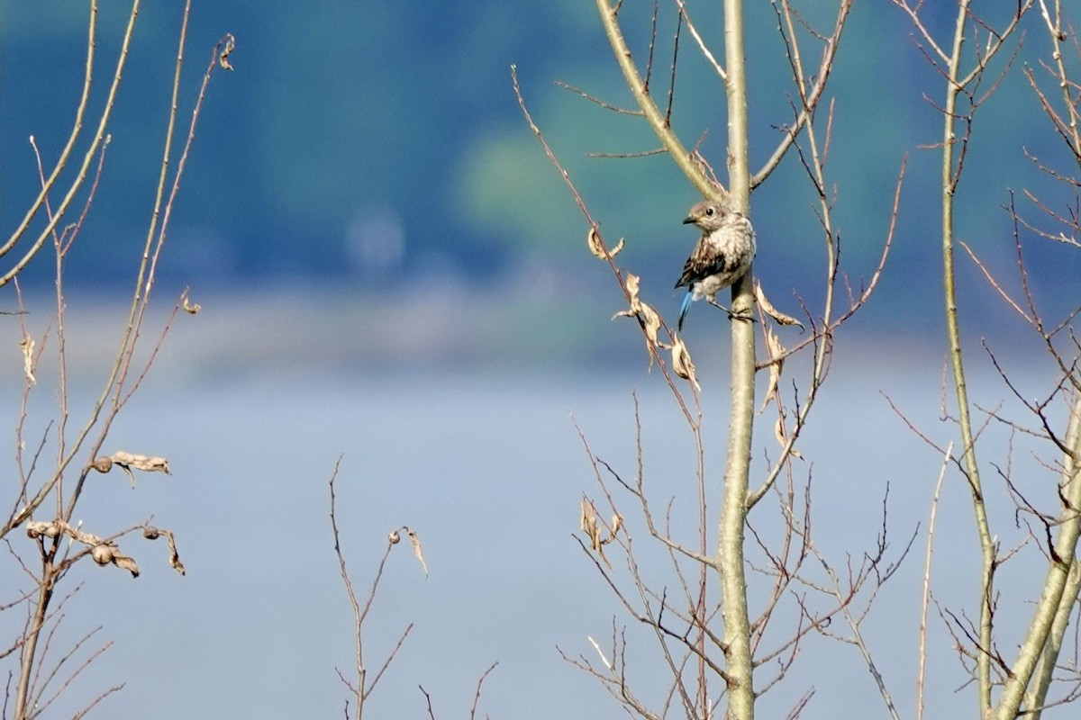 Eastern Bluebird - ML640385584