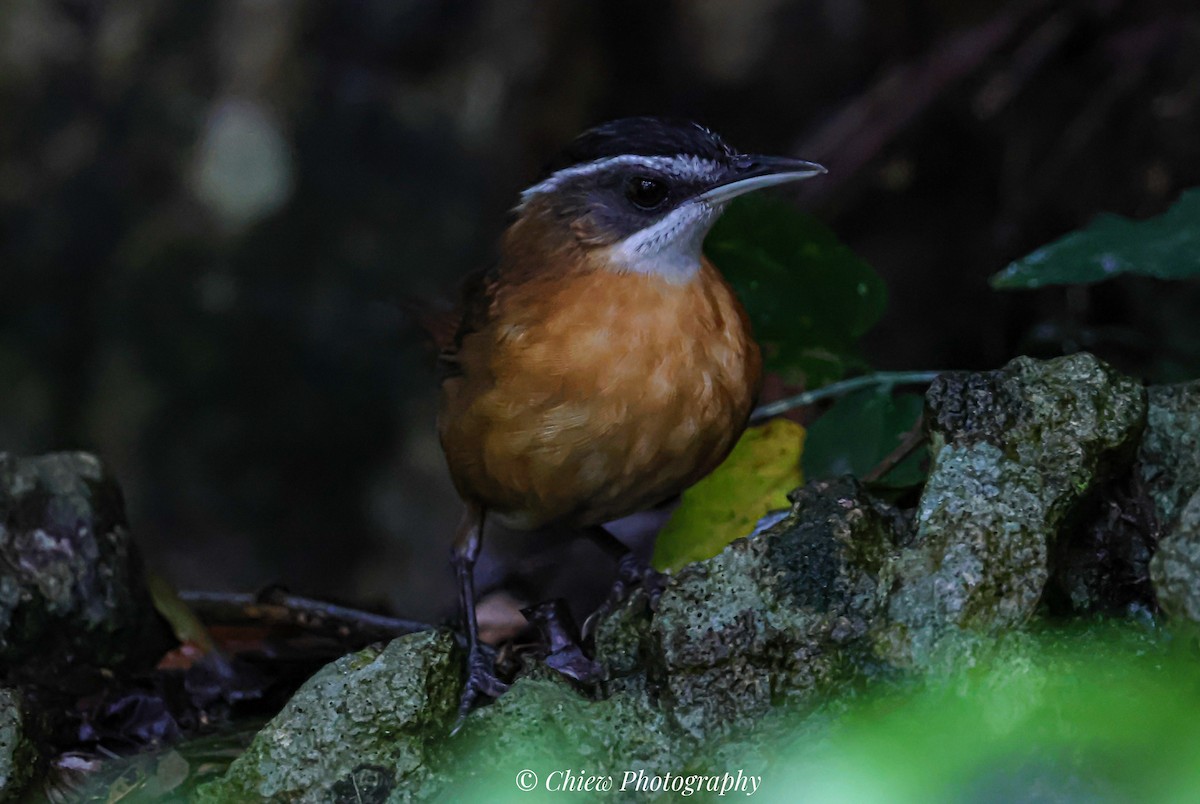 Borneo Ardıçesmeri - ML640385608