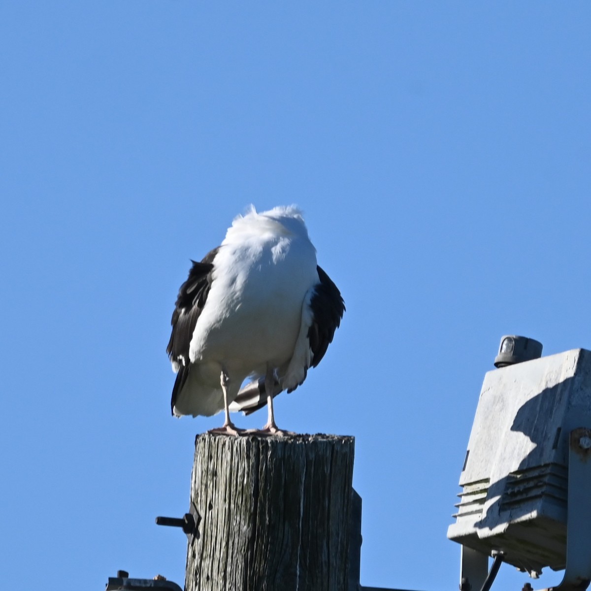 Great Black-backed Gull - ML640385648