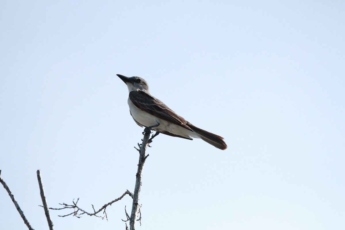Gray Kingbird - ML640385649