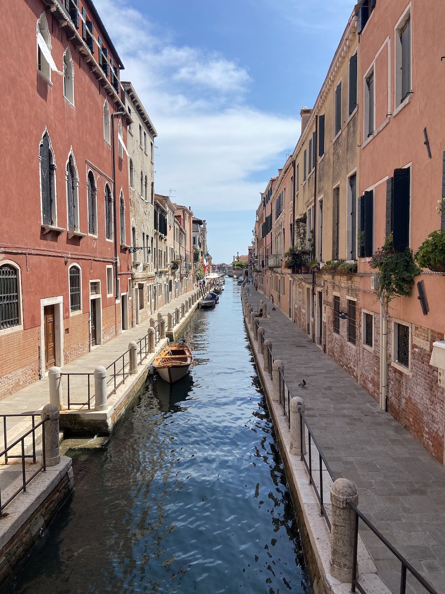 Rock Pigeon (Feral Pigeon) - ML640385657