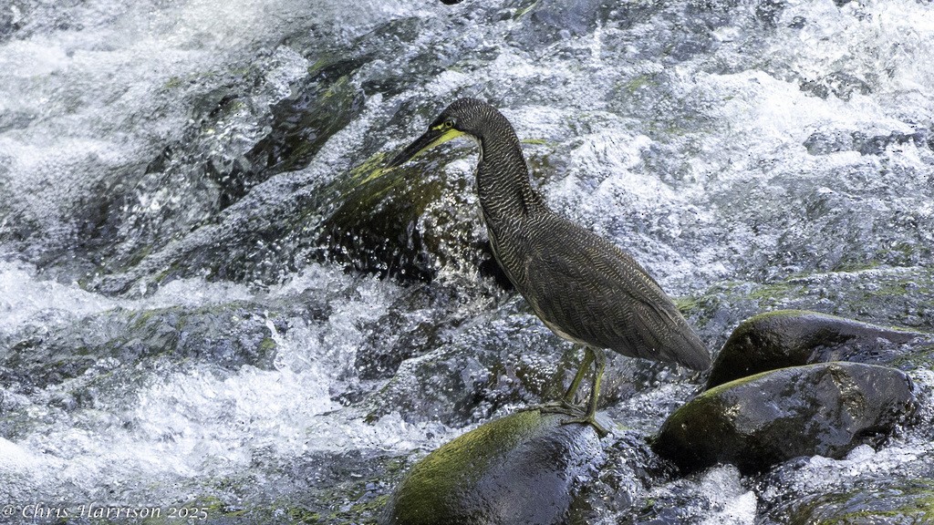 Fasciated Tiger-Heron - ML640385660
