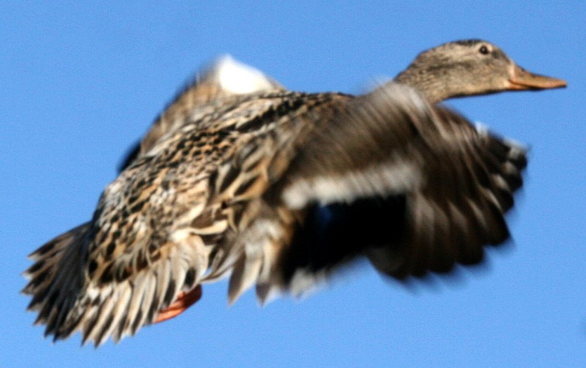 Mallard - ML640385662