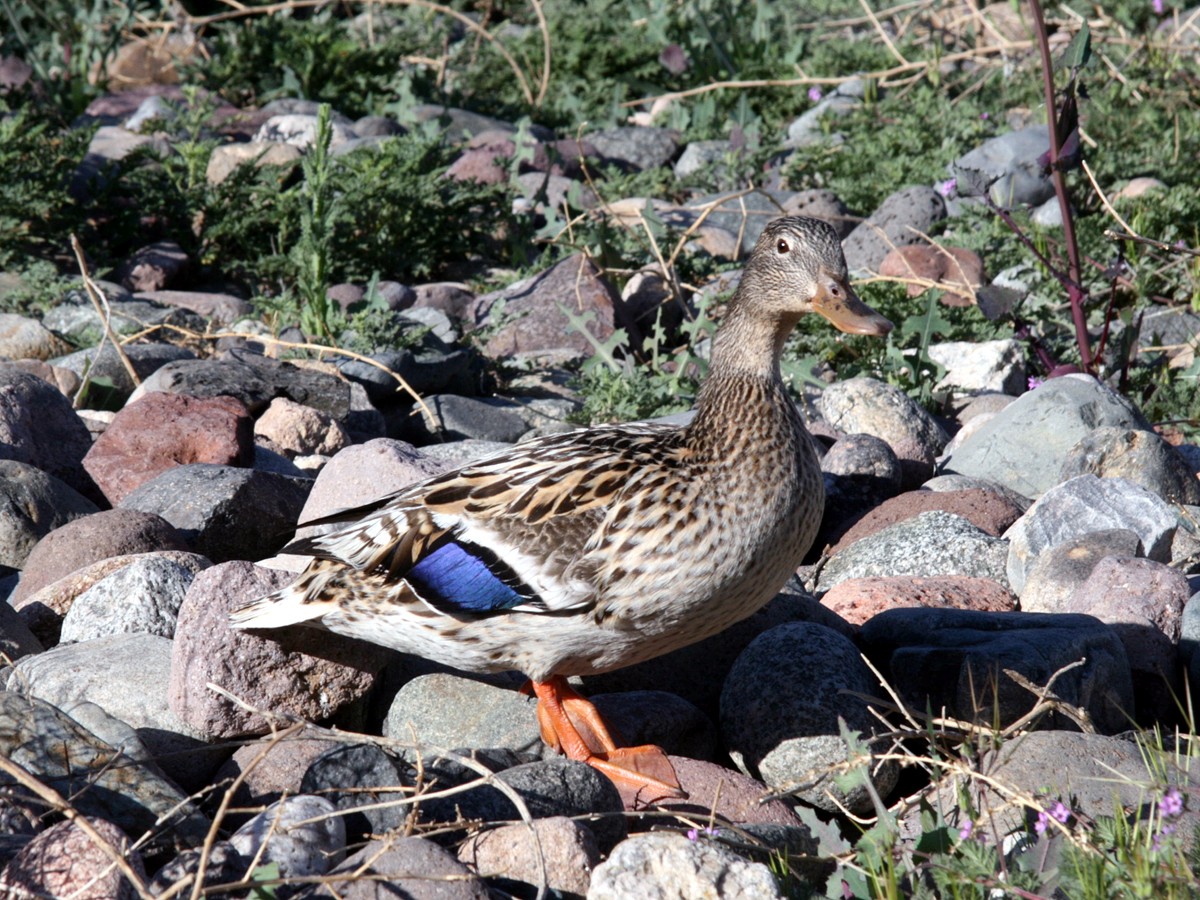 Mallard - ML640385663