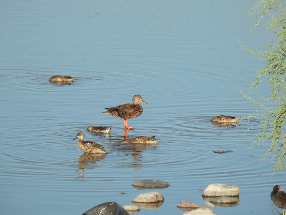 Mexican Duck - ML640385675