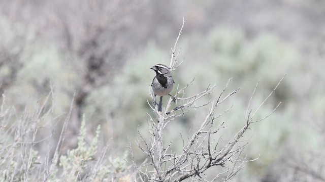 Black-throated Sparrow - ML640385691