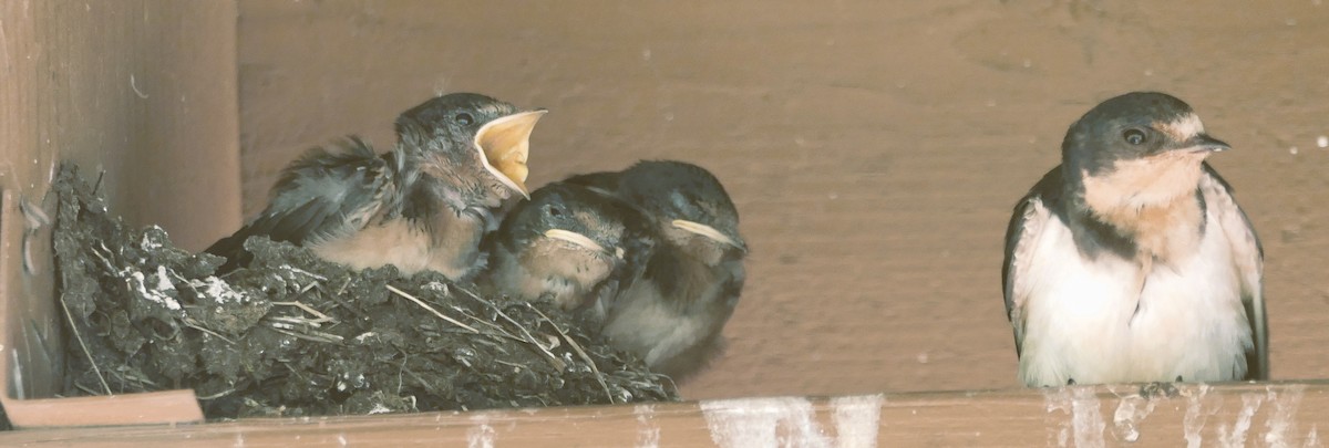 Barn Swallow - ML640385708