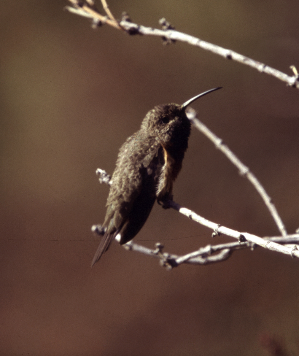 Wedge-tailed Hillstar - ML640385730