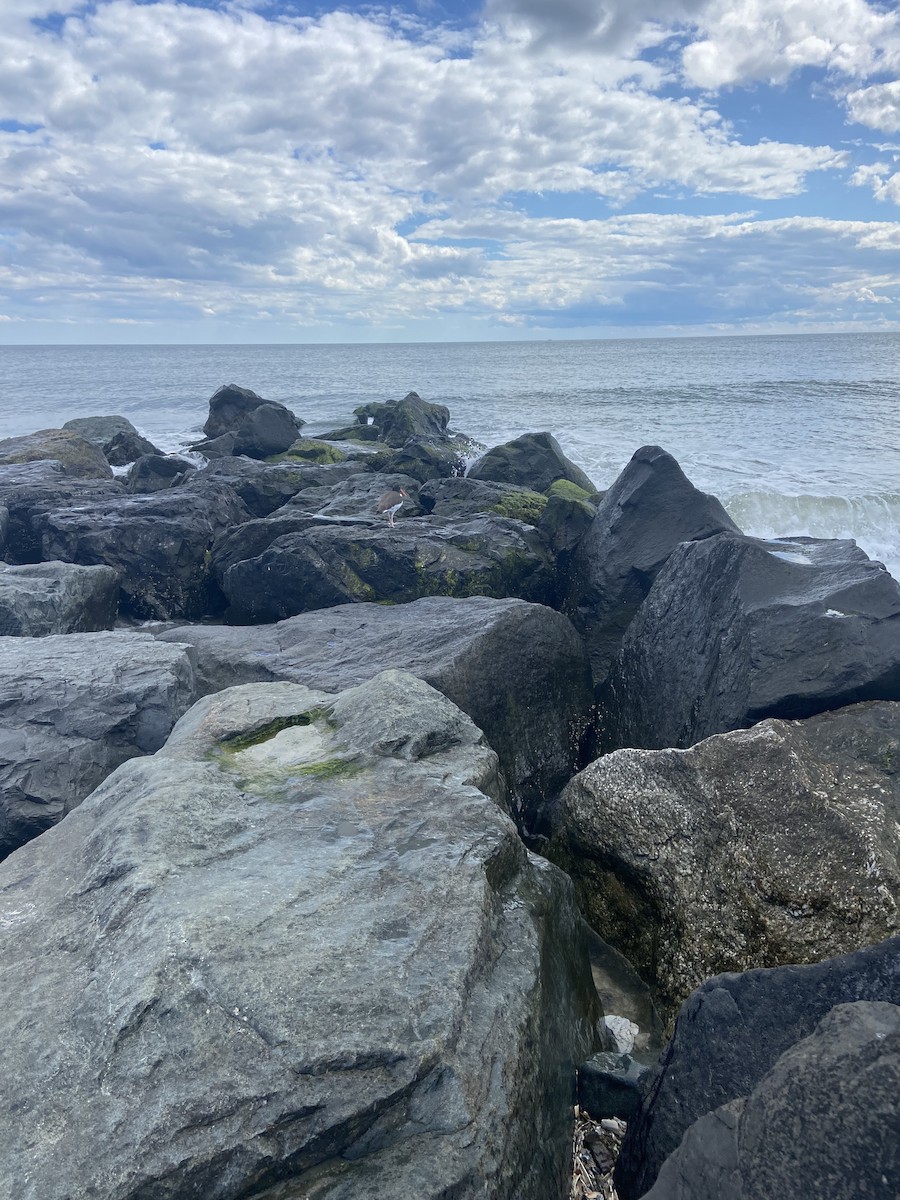 American Oystercatcher - ML640385741