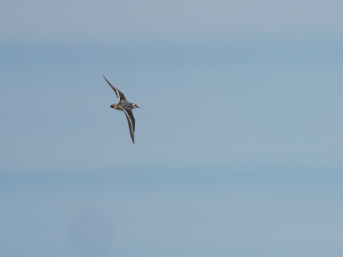 Red Phalarope - ML640385750