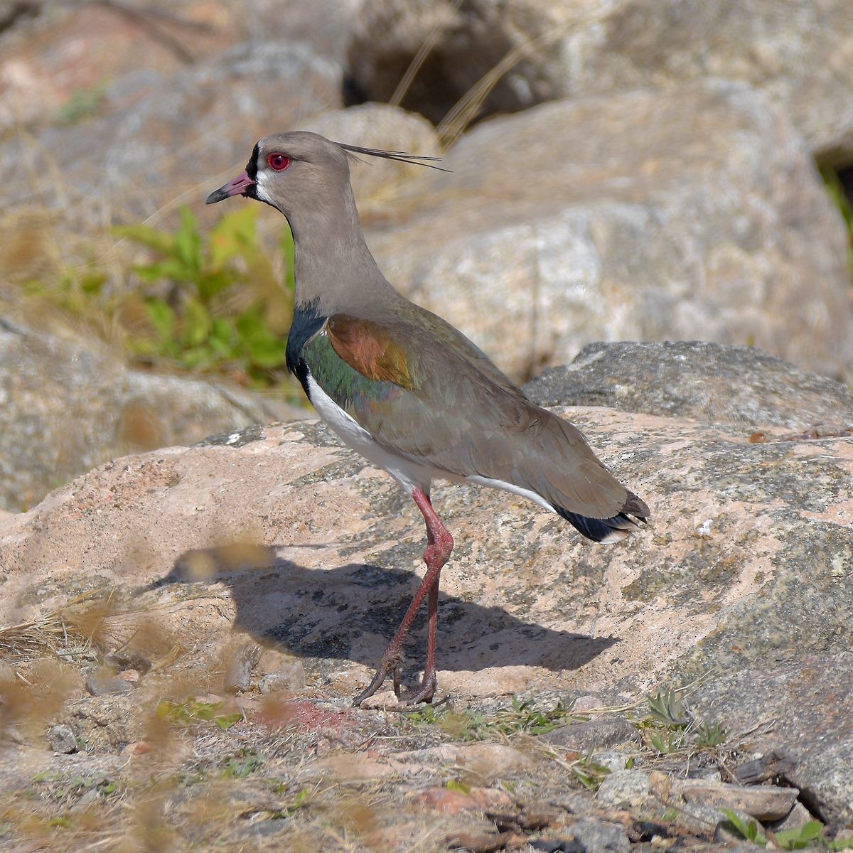 Southern Lapwing - ML640385786