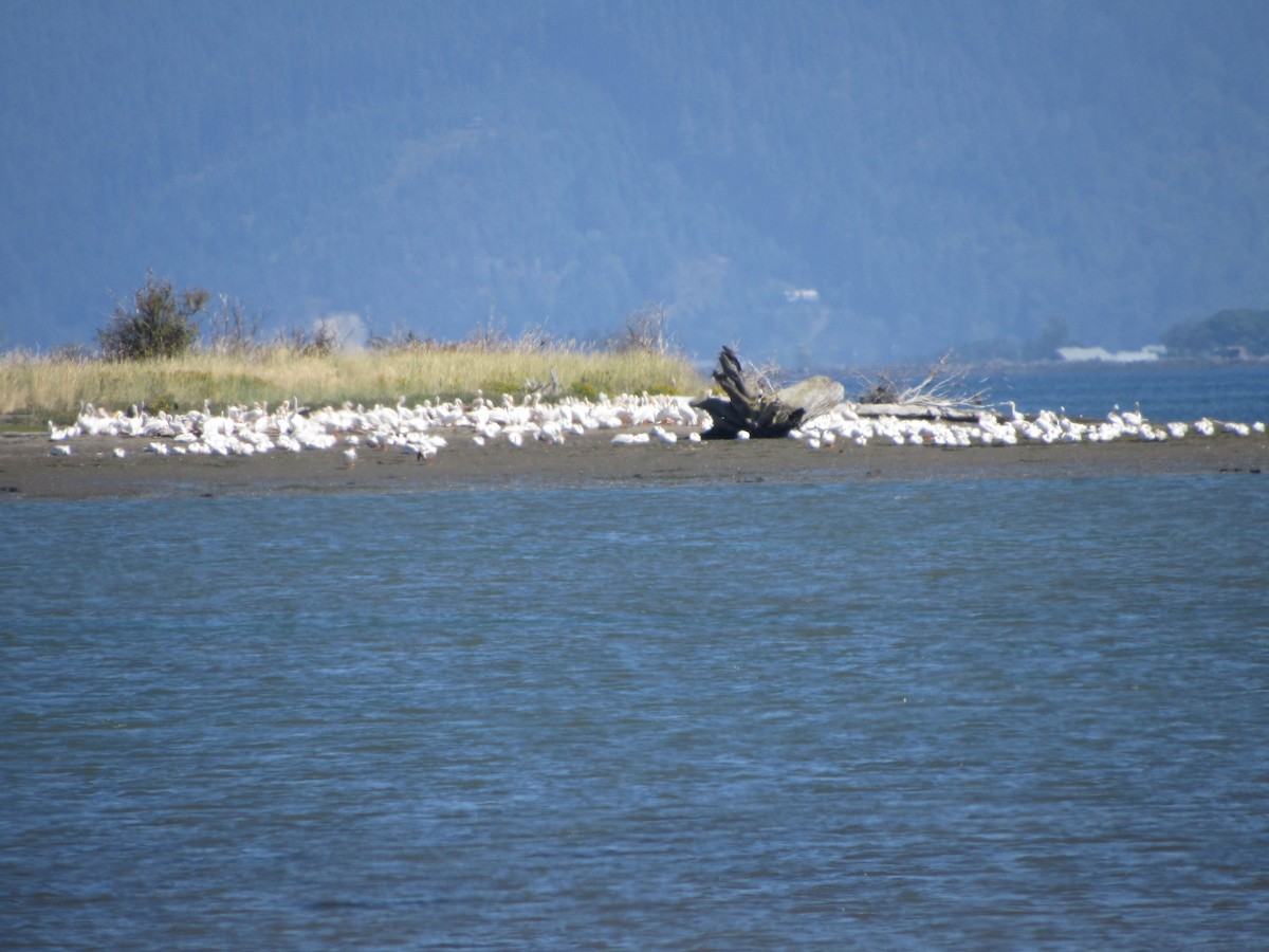 American White Pelican - ML640385787