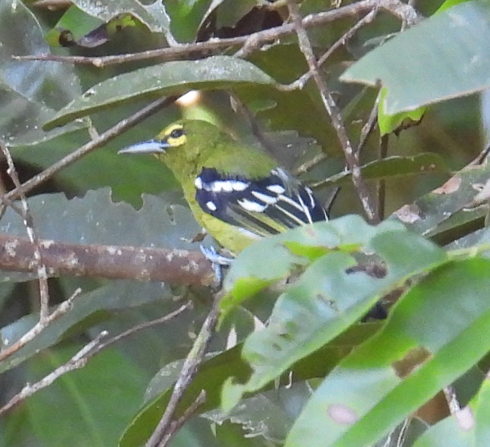 Green Iora - ML640385814