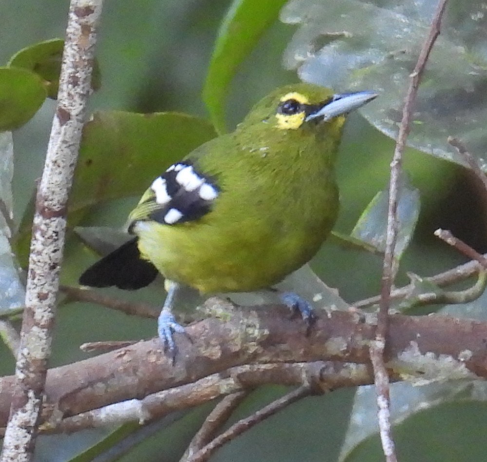 Green Iora - ML640385815