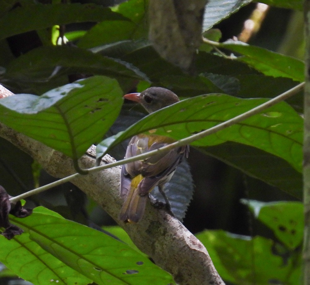 Ventriloquial Oriole - ML640385835