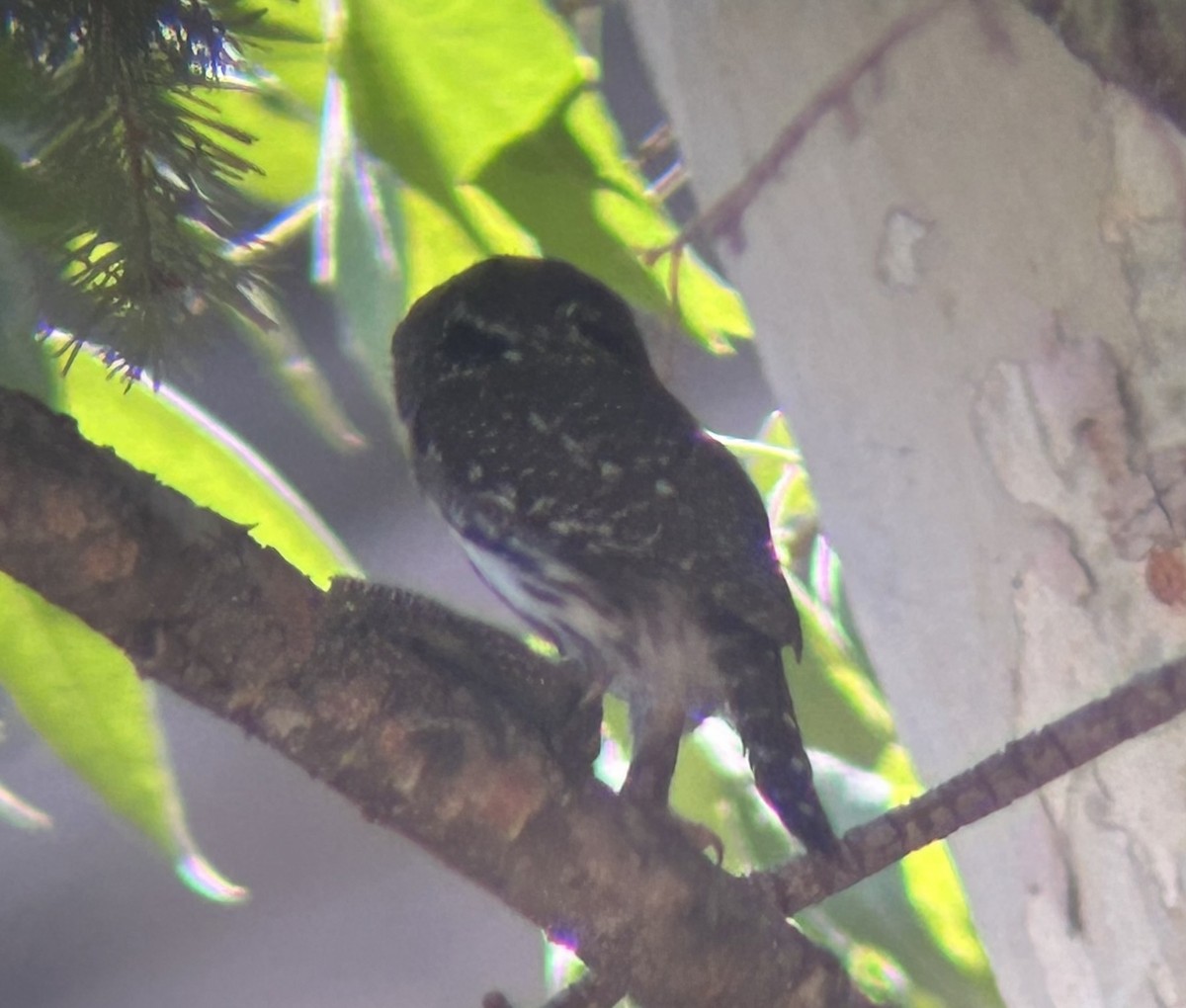 Northern Pygmy-Owl - ML640385849