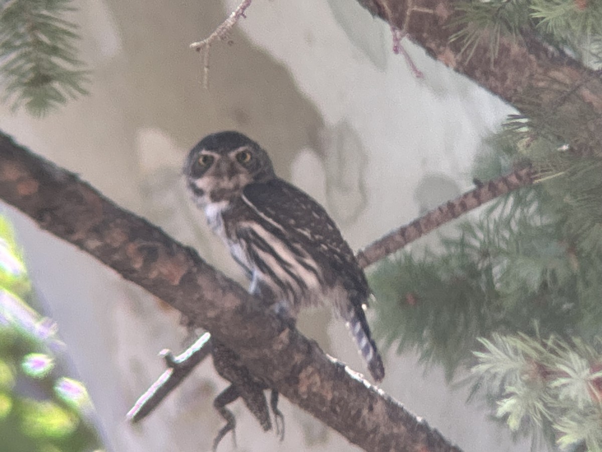 Northern Pygmy-Owl - ML640385850