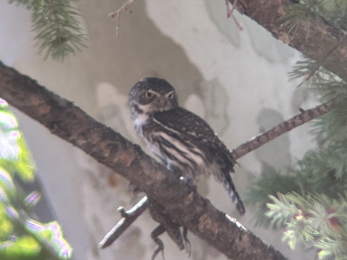 Northern Pygmy-Owl - ML640385851
