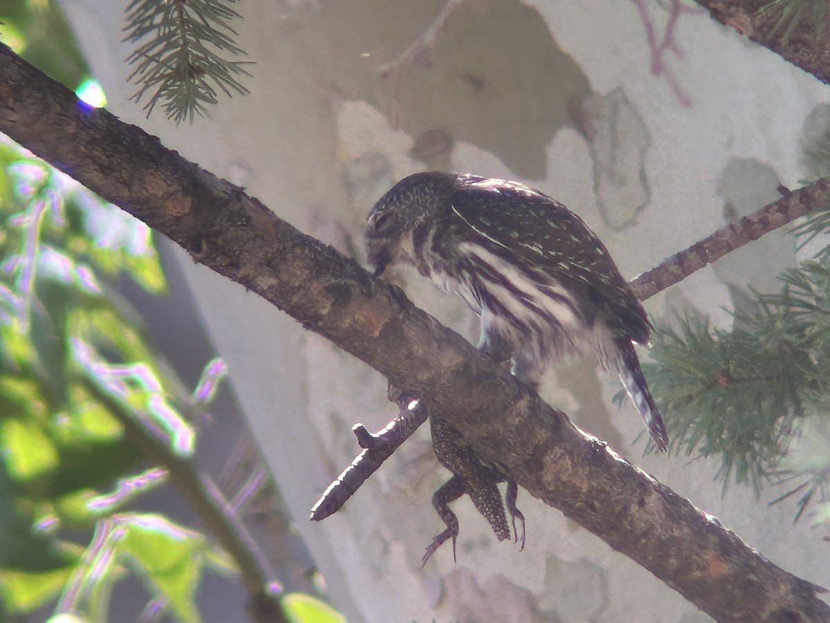 Northern Pygmy-Owl - ML640385853
