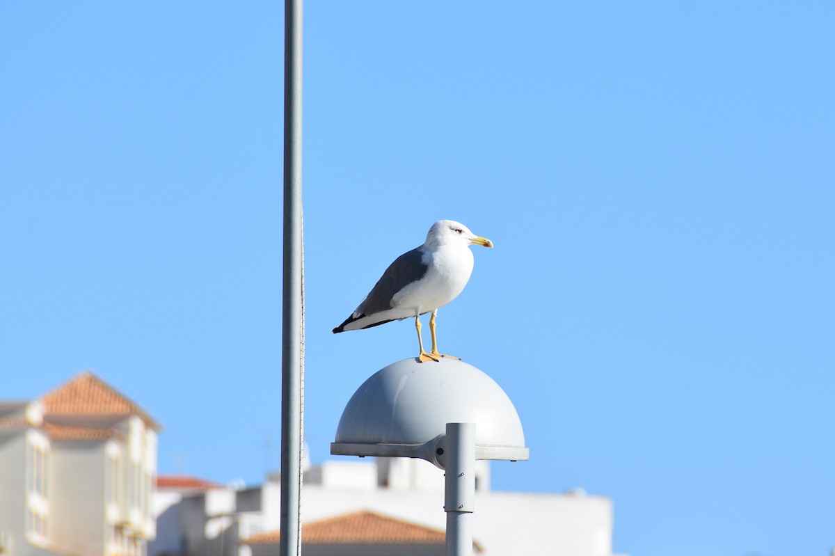 Yellow-legged Gull - ML640385870