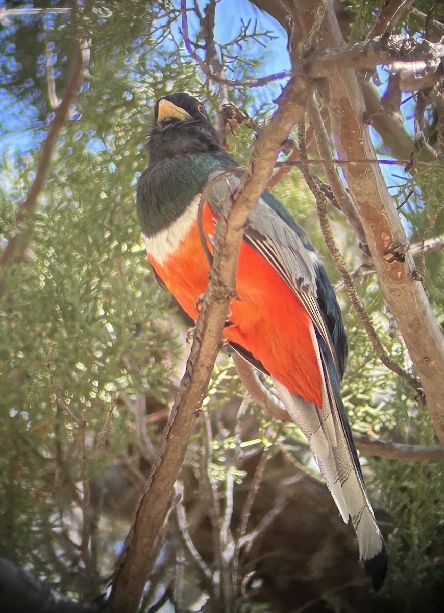 Elegant Trogon - ML640385878