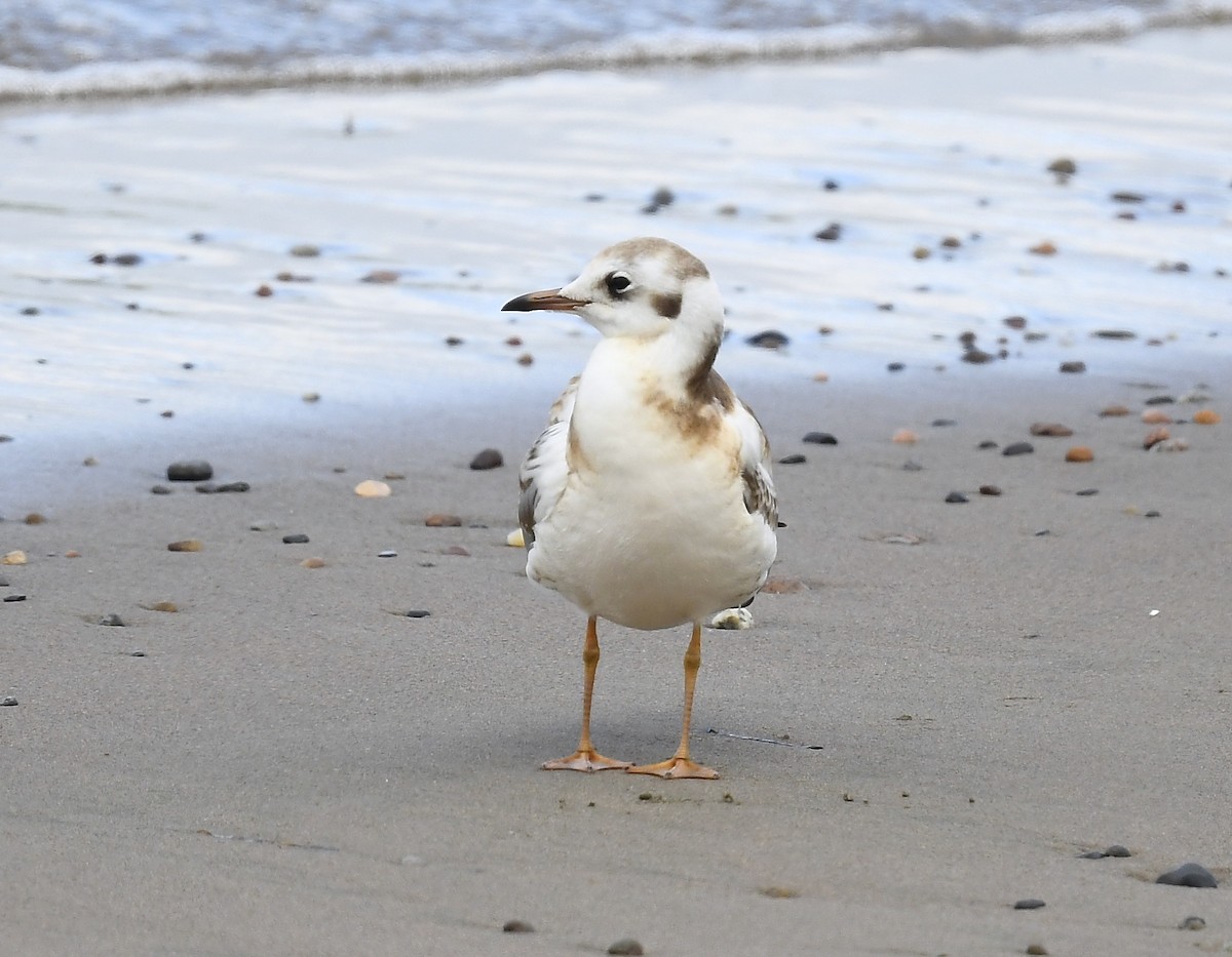 Black-headed Gull - ML640385906